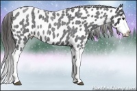 Horse Color:Blue Roan Splash Appaloosa Rabicano