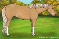 Horse Color:Palomino 