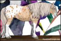 Horse Color:Chocolate Palomino Sabino Splash Appaloosa 