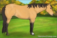 Horse Color:Buckskin 