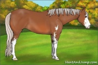 Horse Color:Silver Bay Sabino 