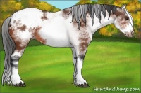 Horse Color:White Spotted Bay Sabino Splash Frame Snowcap 