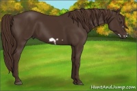 Horse Color:Liver Chestnut Frame 