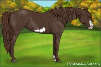 Horse Color:Liver Chestnut Frame 
