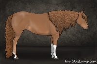 Horse Color:Chestnut Tobiano Rabicano
