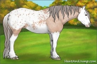 Horse Color:Bay Splash Appaloosa 