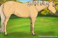 Horse Color:Palomino 