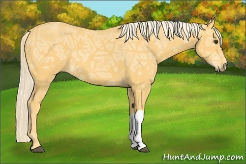 Horse Color:Palomino Ice 