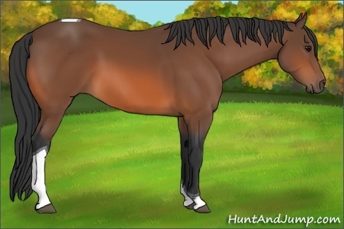 Horse Color:Bay Tobiano