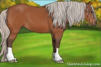 Horse Color:Silver Bay 