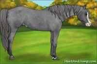 Horse Color:Black Splash Varnish 