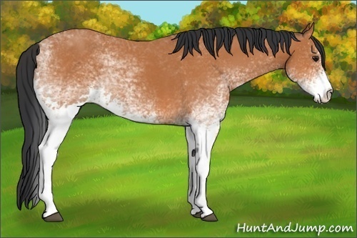 Horse Color:White Spotted Bay 