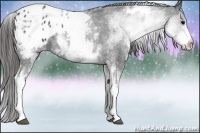 Horse Color:White Spotted Black Blanket 