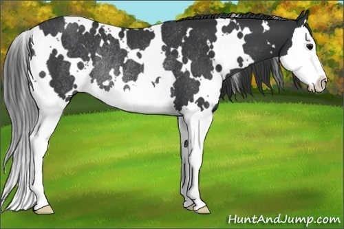 Horse Color: White Spotted Black Splash Rabicano 