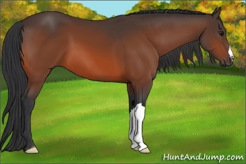 Horse Color: Bay 