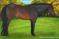 Horse Color:Brown 