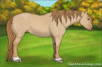 Horse Color:Red Dun Roan 
