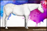 Horse Color:Gray Silver Amber Cream Champagne Roan Dun Splash Tobiano Frame Varnish Rabicano 