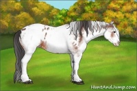 Horse Color:White Spotted Bay Appaloosa 