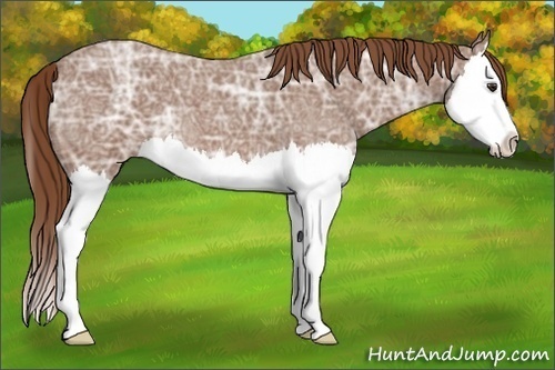 Horse Color:Red Ice Roan Splash