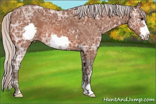 Horse Color:Silver Bay Ice Frame 