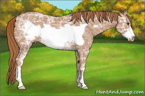 Horse Color:Chestnut Ice Frame Rabicano