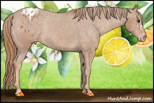 Horse Color: Chestnut Sabino Blanket Rabicano  Brindle