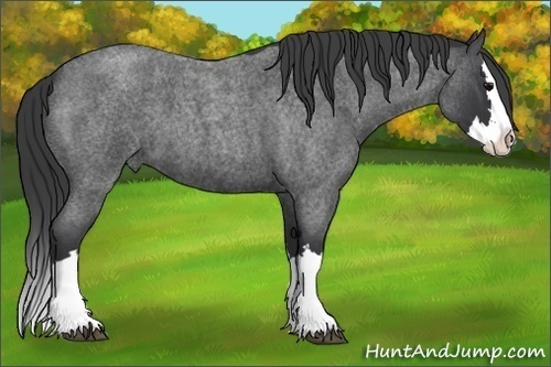 Horse Color: Blue Roan Splash 