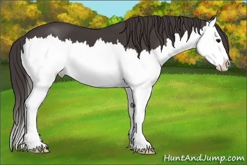 Horse Color: Smoky Black Splash 