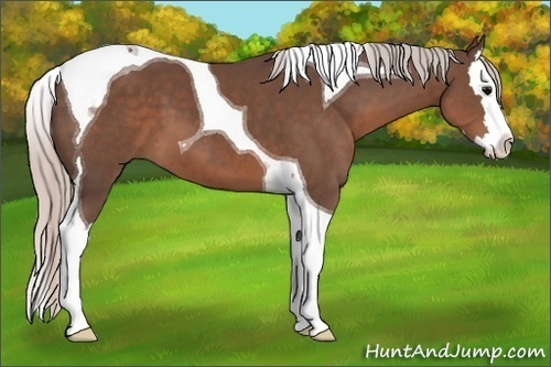 Horse Color: Silver Black Splash Tobiano 