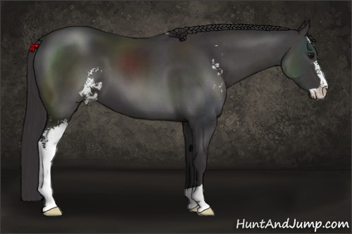 Horse Color: Buckskin Sabino 