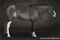 Horse Color:Buckskin Sabino