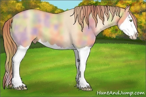 Horse Color: Nacre Gold Champagne Dun Splash 