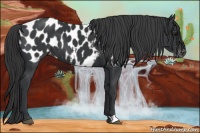 Horse Color:Black Near Leopard 