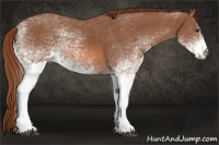 Horse Color:White Spotted Liver Chestnut 
