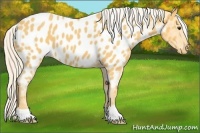 Horse Color:Palomino Roan Near Leopard 