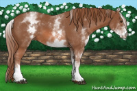 Horse Color:White Spotted Chestnut 