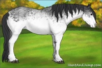Horse Color:White Spotted Blue Roan Rabicano  Brindle