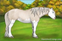 Horse Color:Chocolate Palomino Pearl Splash Appaloosa Rabicano