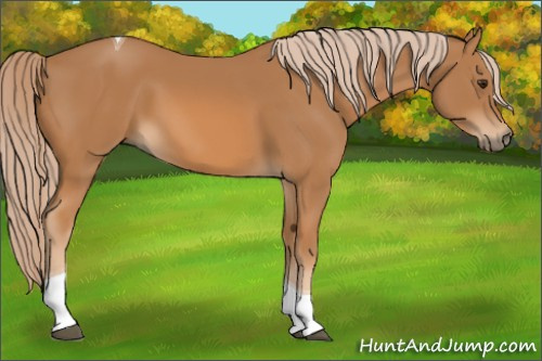 Horse Color: Chestnut Tobiano 