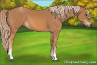 Horse Color:Chestnut Tobiano