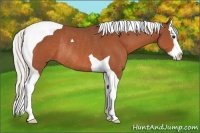 Horse Color:Silver Bay Splash Tobiano Rabicano