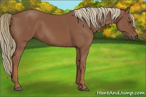 Horse Color: Chestnut 