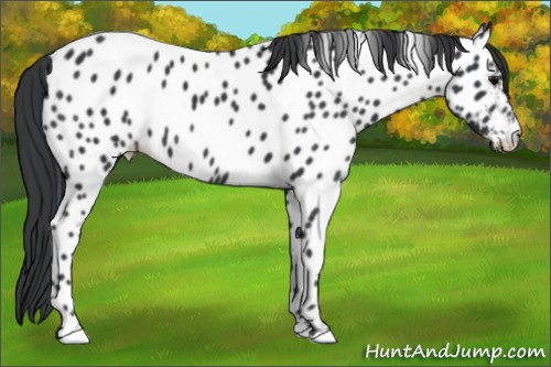 Horse Color:Black Appaloosa Rabicano 