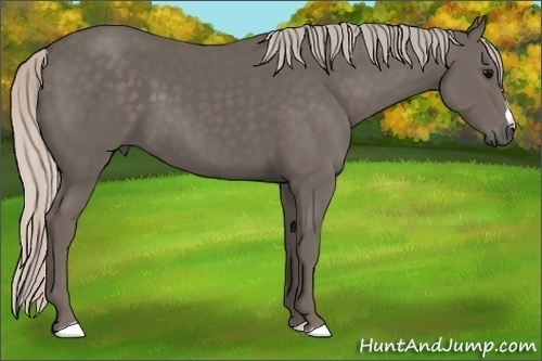 Horse Color:Silver Black 