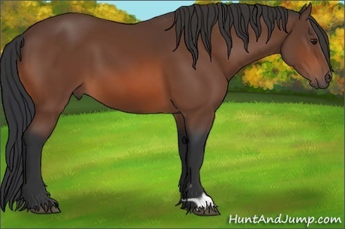 Horse Color: Bay 