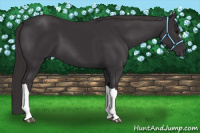 Horse Color:Smoky Black 