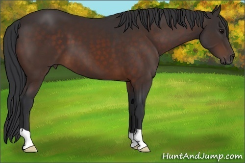 Horse Color:Brown 