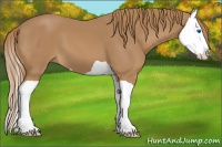 Horse Color:Chestnut Splash 