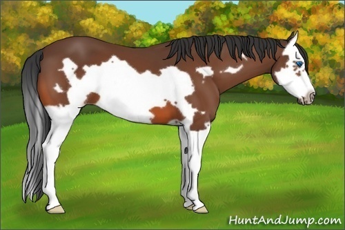 Horse Color: Bay Splash Frame 